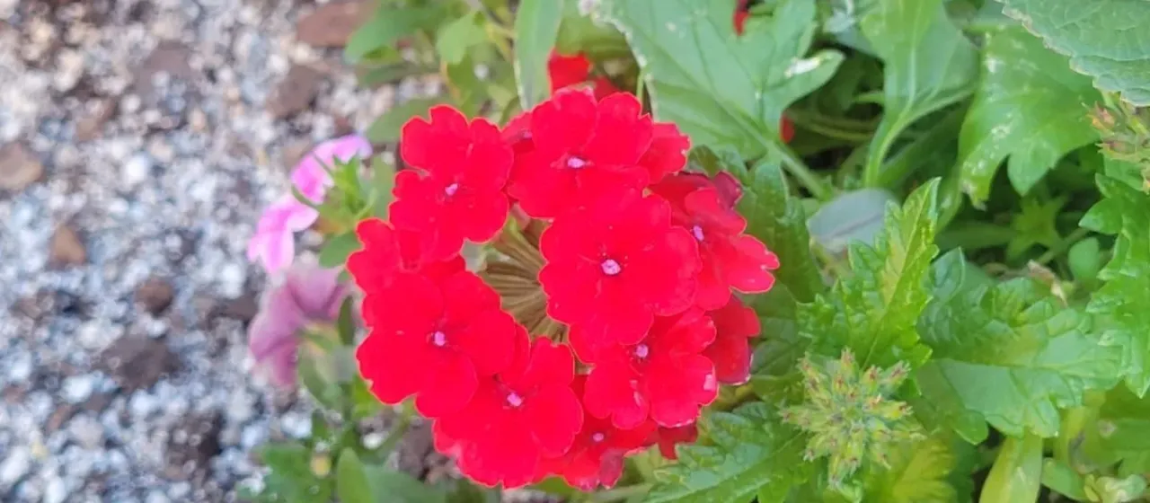 Verbena hybrida