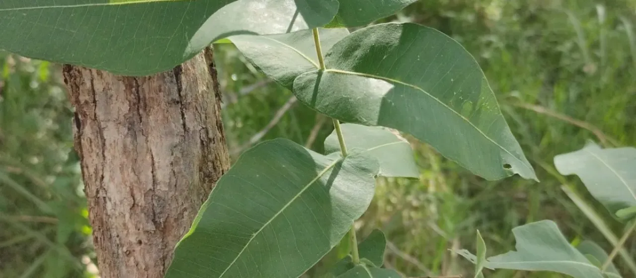 Broad-leaved apple