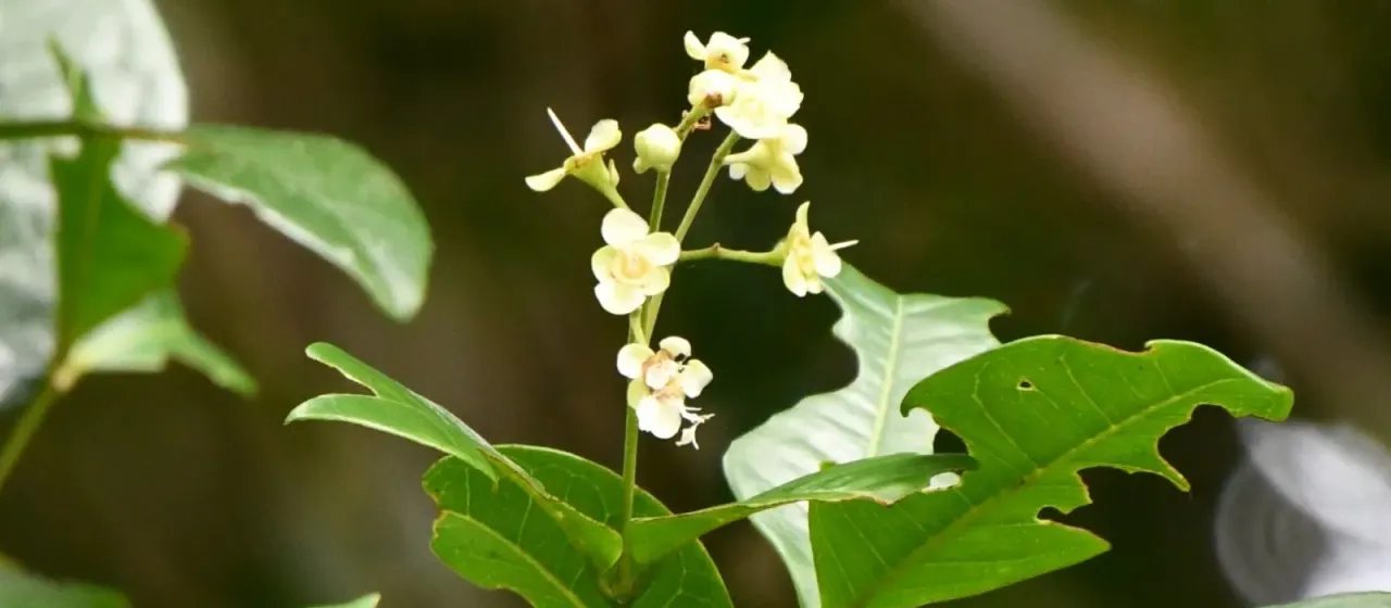 Backhousia bancroftii