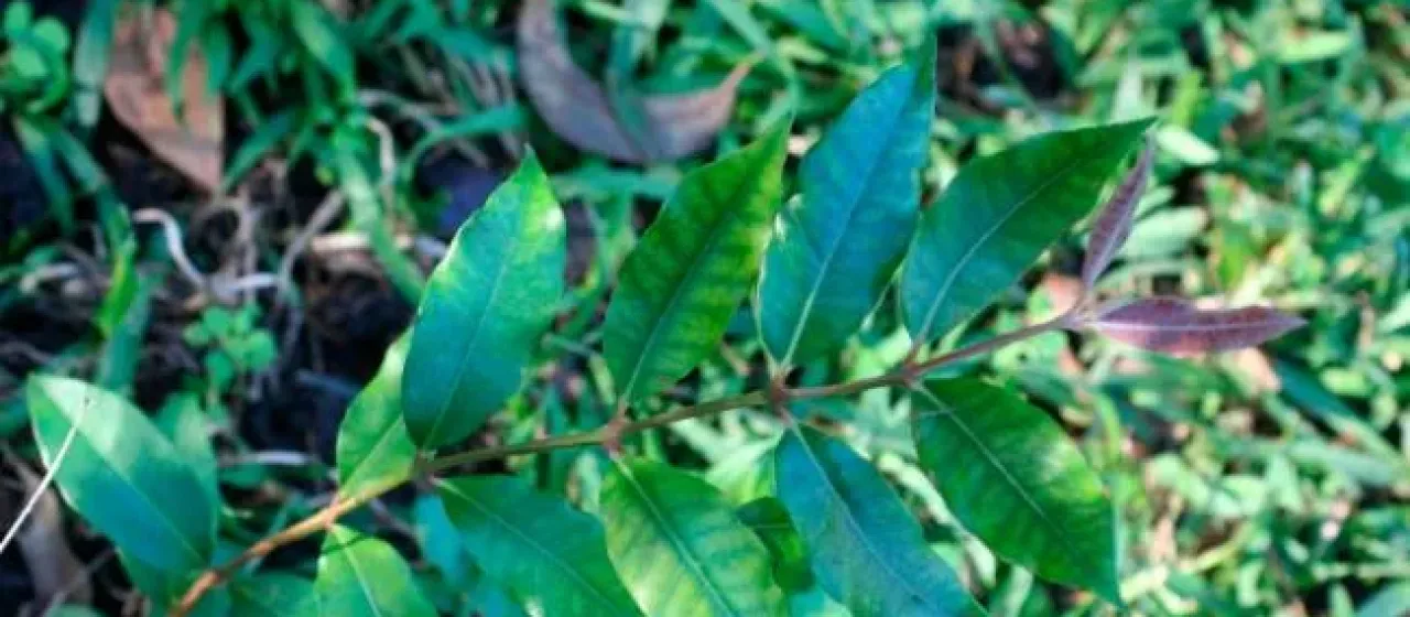 Бэкхаузия тонколепестная