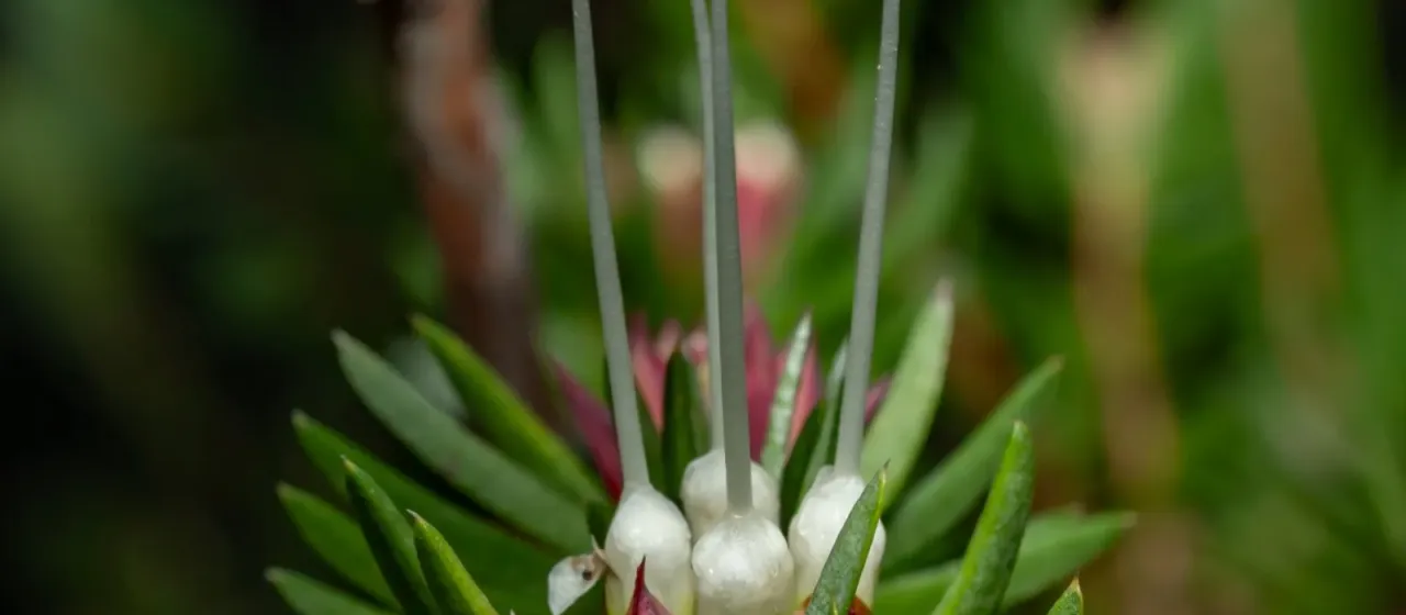 Darwinia procera