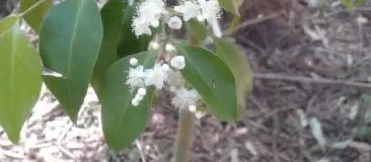 Gossia acmenoides