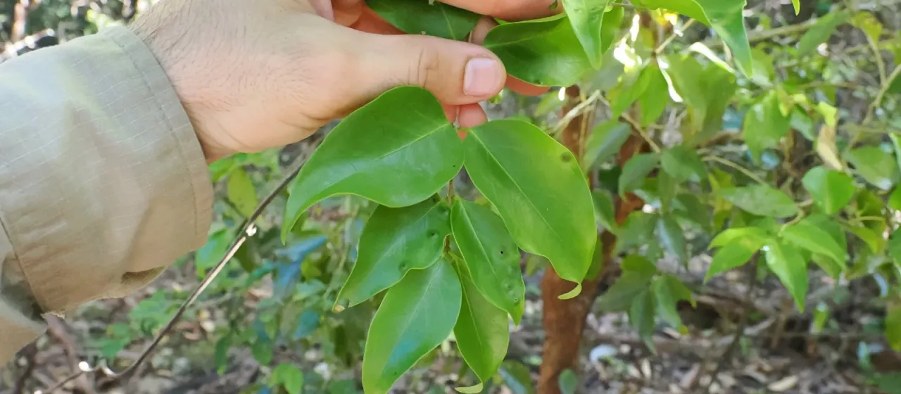 Gossia bidwillii