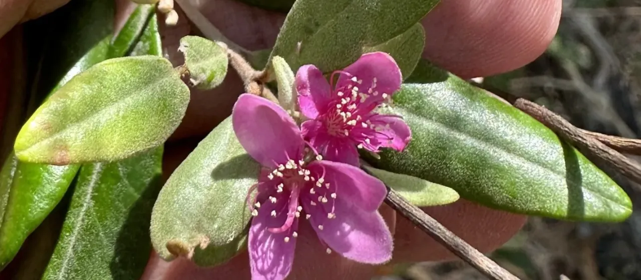 Lithomyrtus obtusa