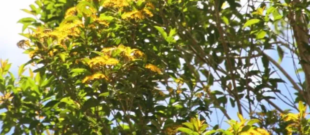 Thaleropia queenslandica
