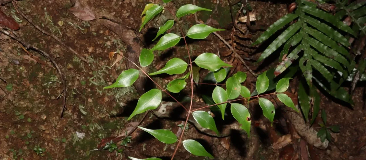 Uromyrtus tenella