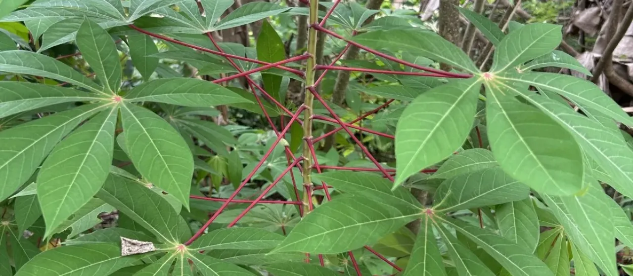 Cassava