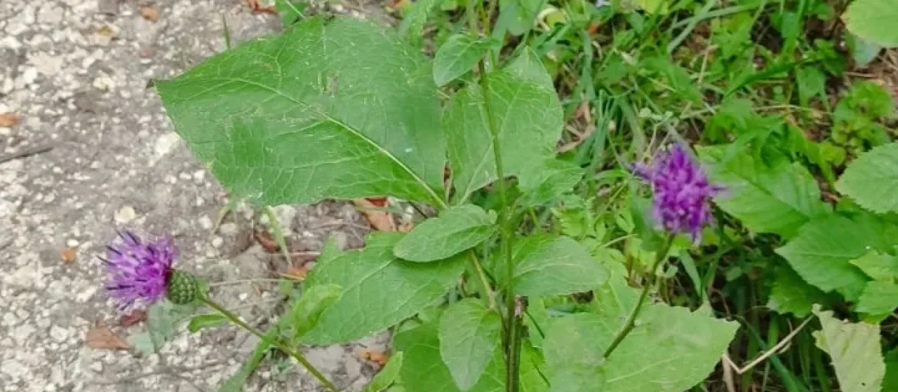 Klasea quinquefolia