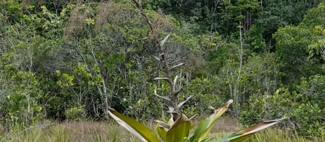 Brocchinia micrantha