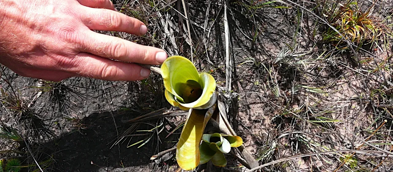 Brocchinia reducta