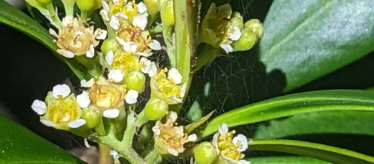 Tristaniopsis exiliflora