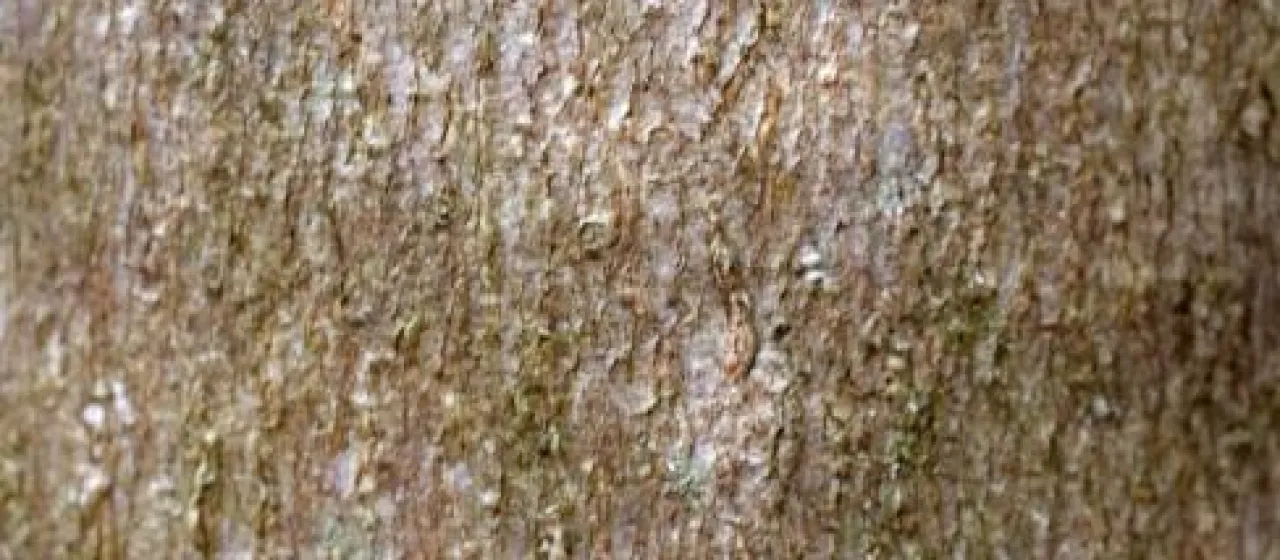 Ristantia pachysperma
