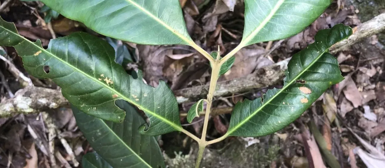 Rhodomyrtus psidioides
