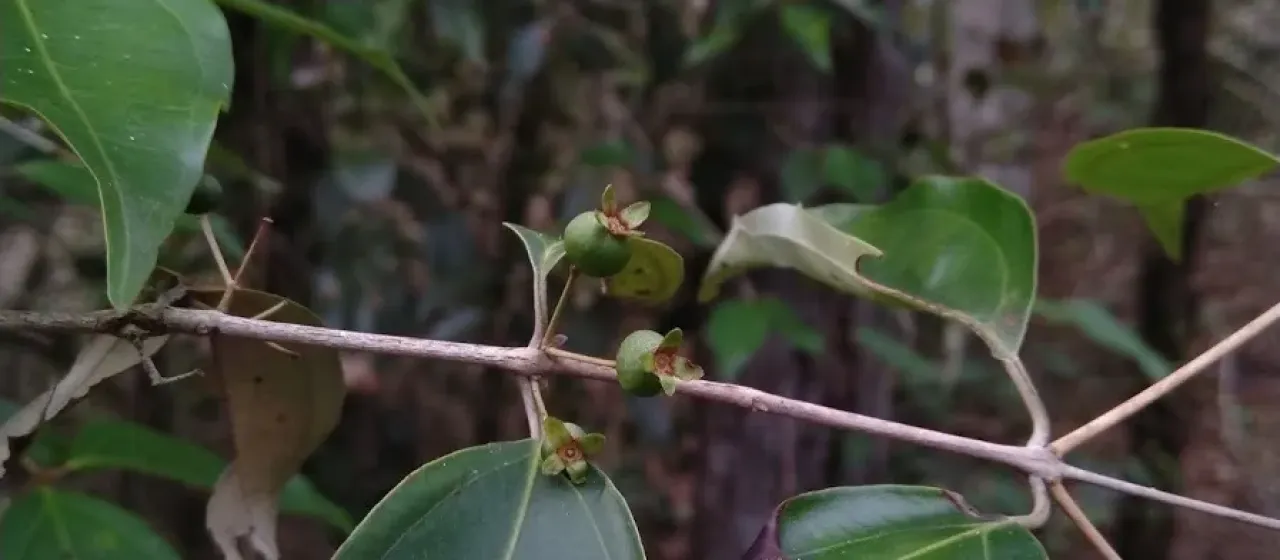 Rhodamnia acuminata