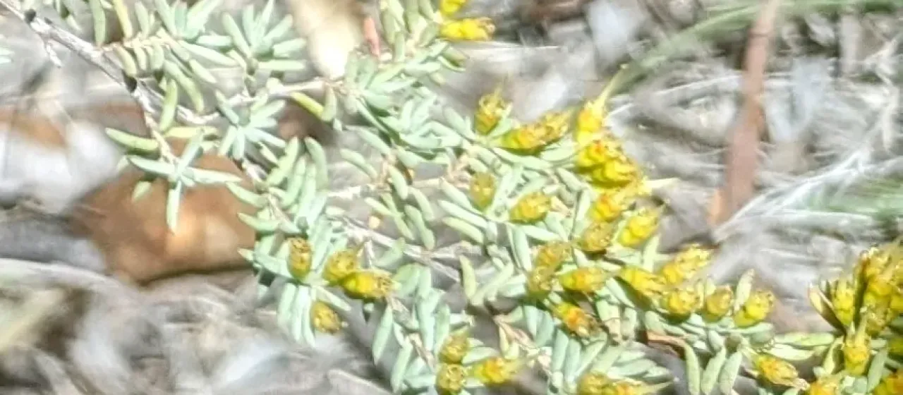 Homoranthus prolixus