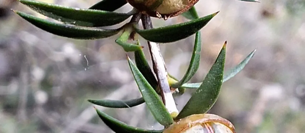 Leptospermum continentale