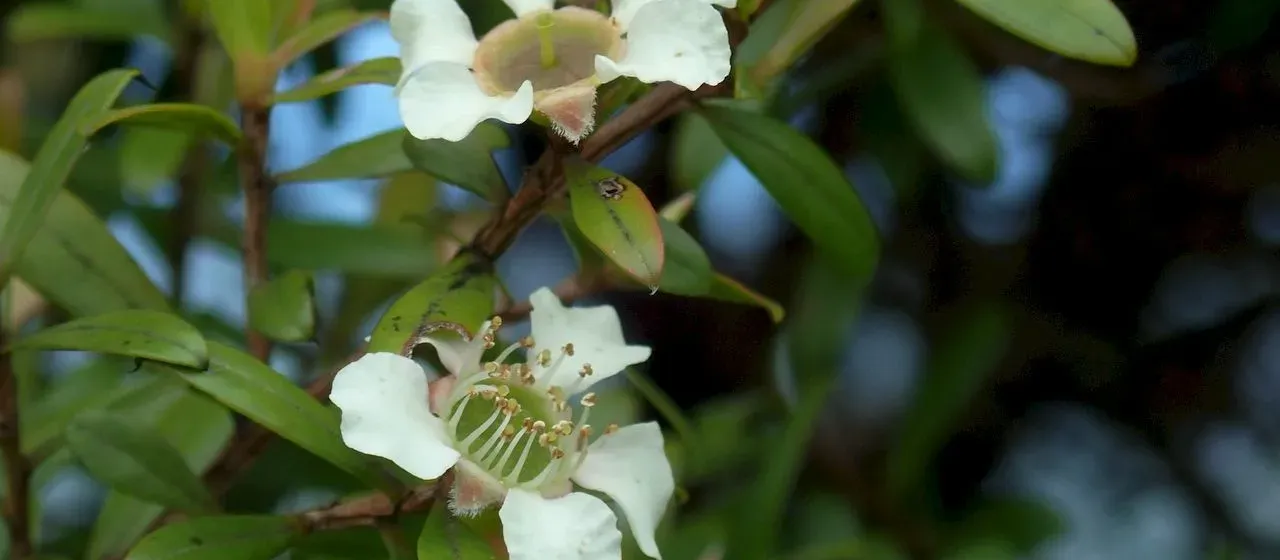 Leptospermum wooroonooran