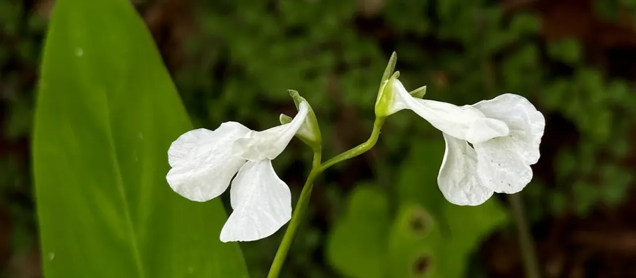 Arrowroot