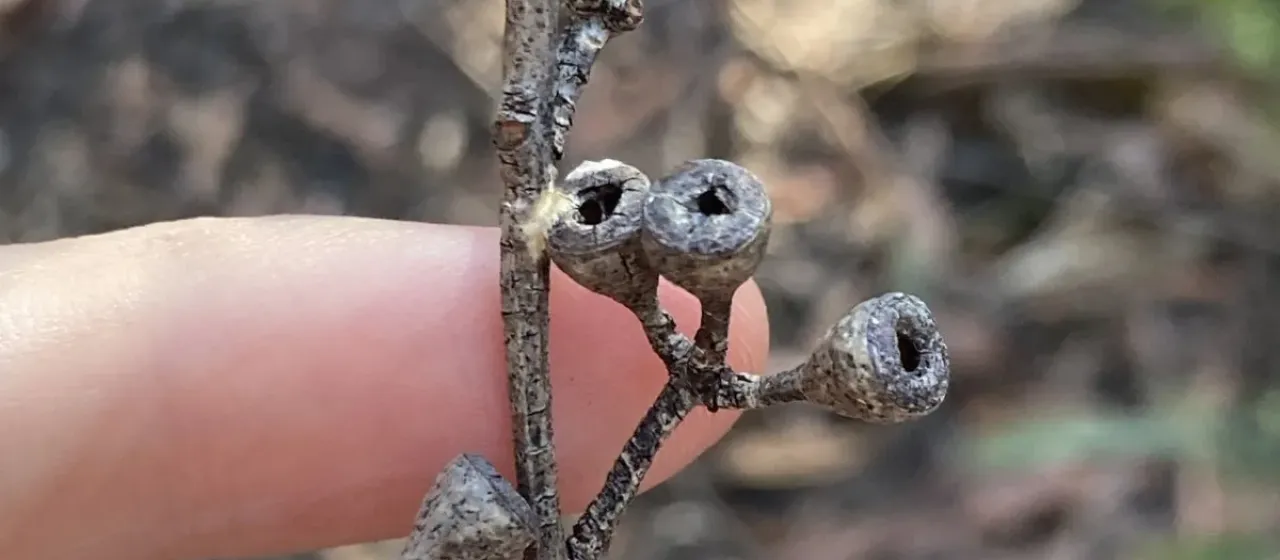 Eucalyptus olida