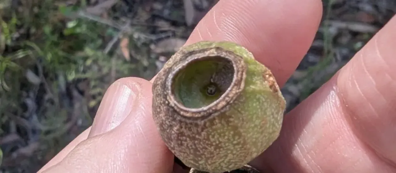 Eucalyptus planchoniana