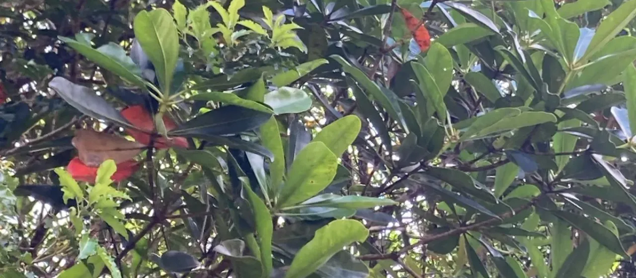 Metrosideros laurifolia