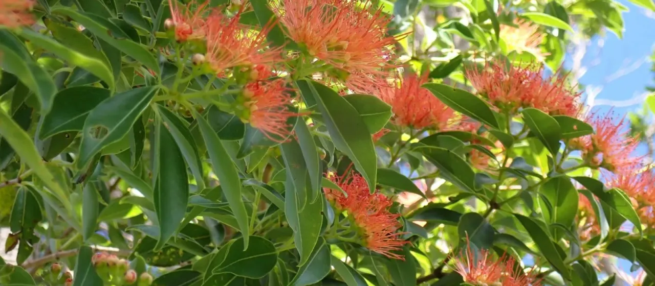 Metrosideros vitiensis