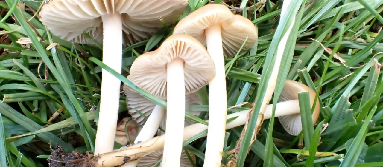 Fairy ring mushroom
