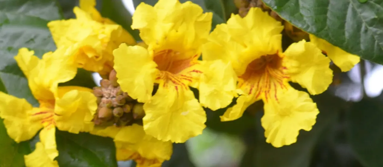 Markhamia lutea