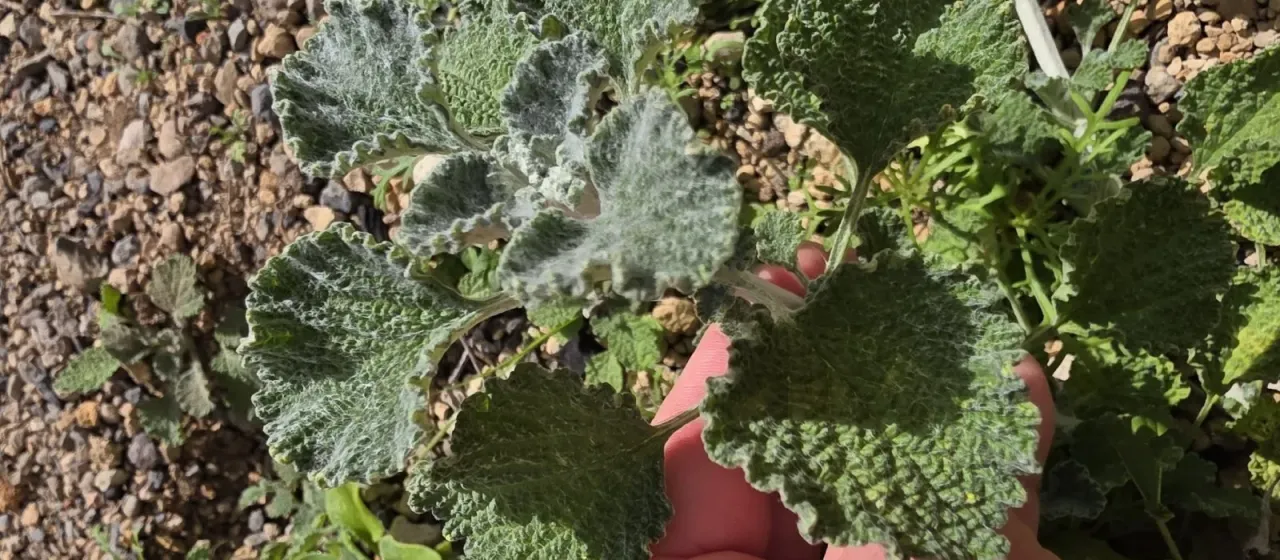 White horehound