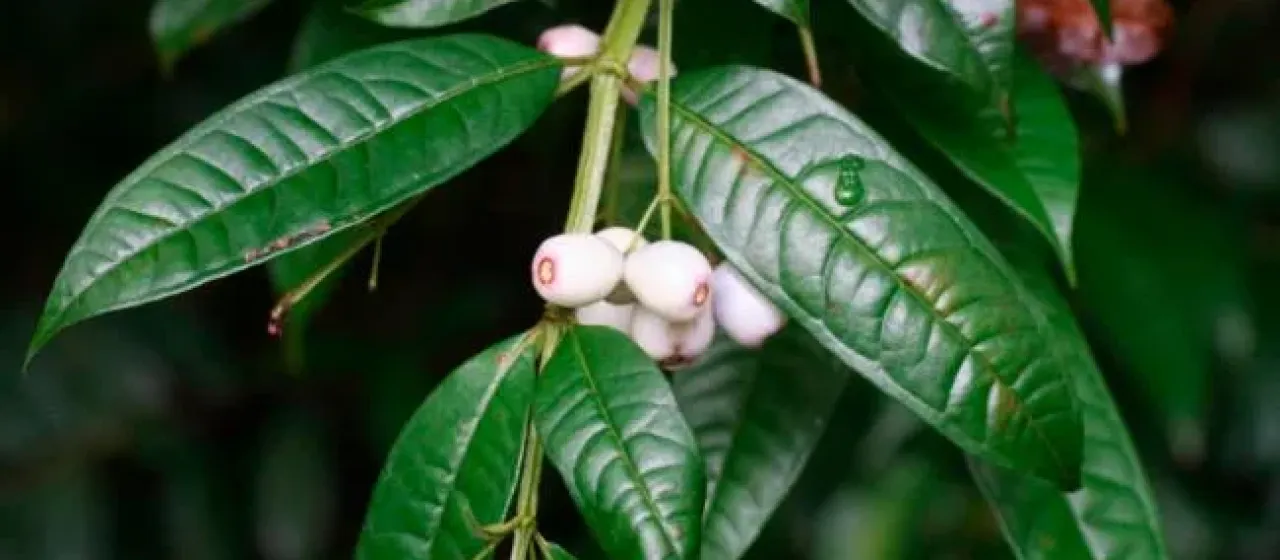 Syzygium alatoramulum