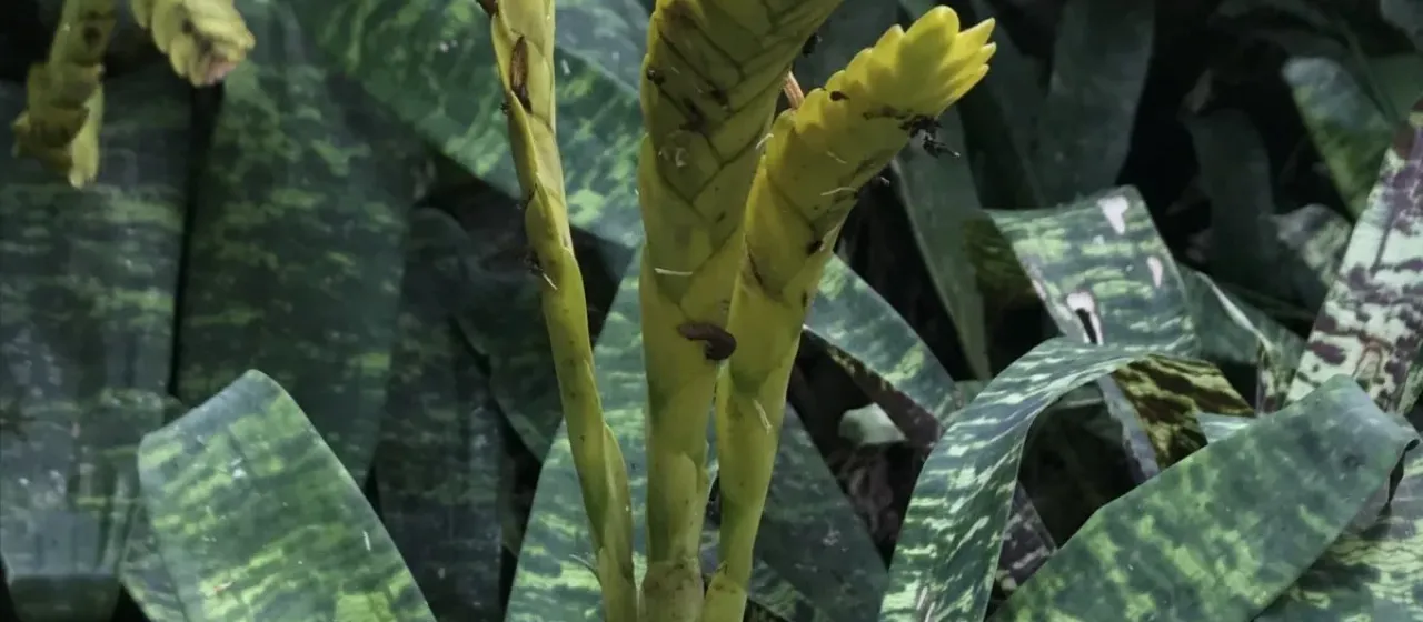 Goudaea ospinae