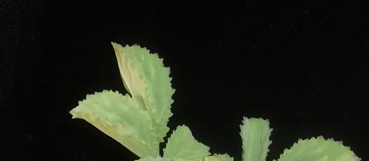 Cyphostemma betiforme