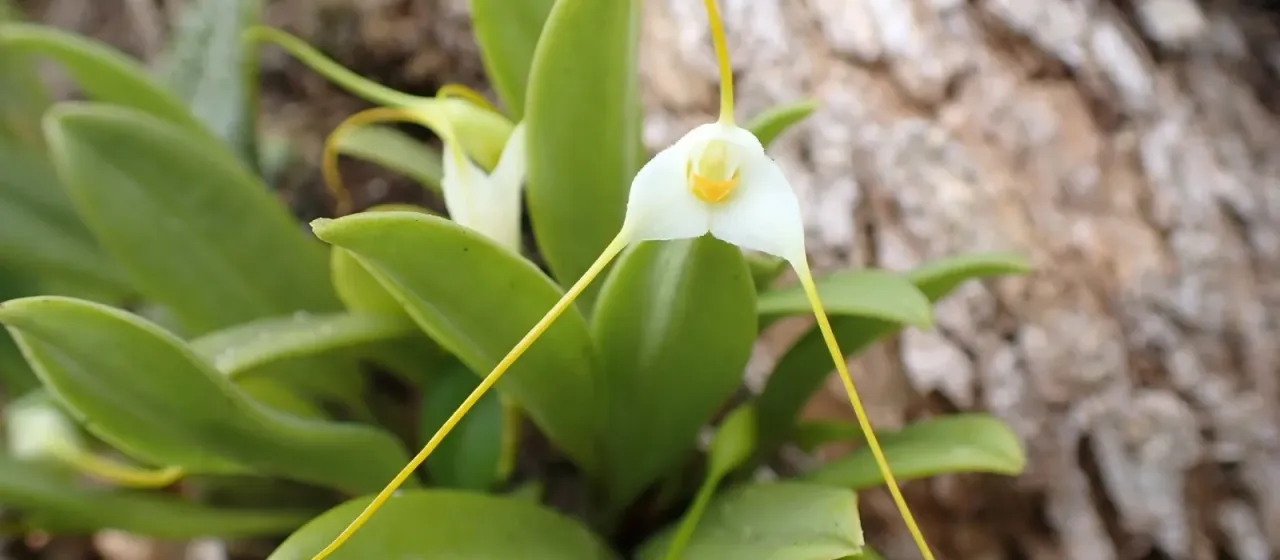 Masdevallia Ruiz & Pav.
