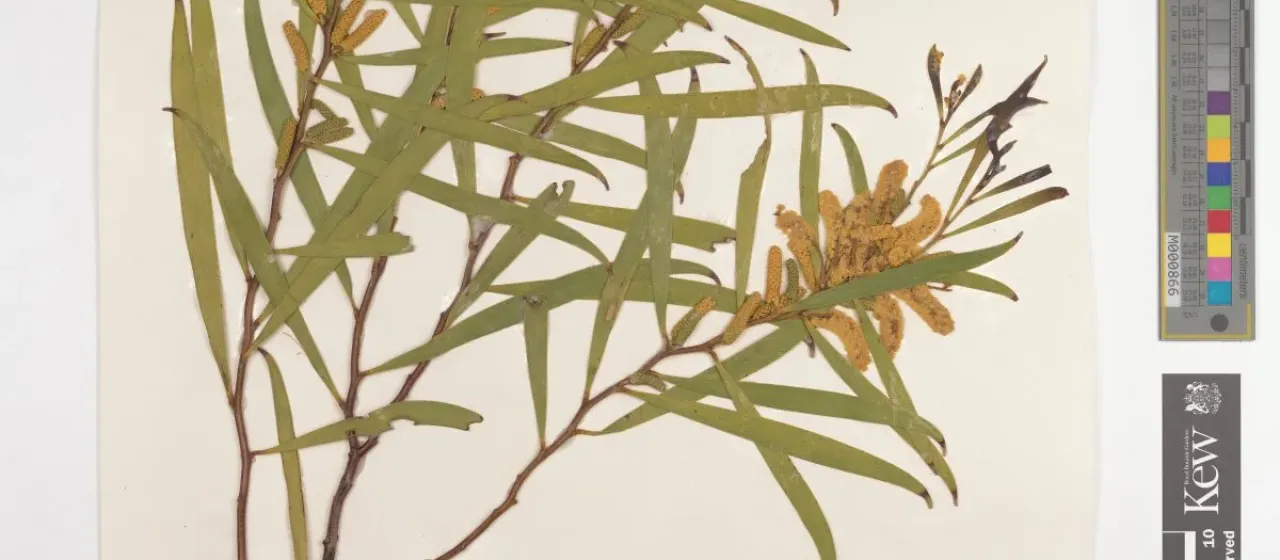 Acacia conniana