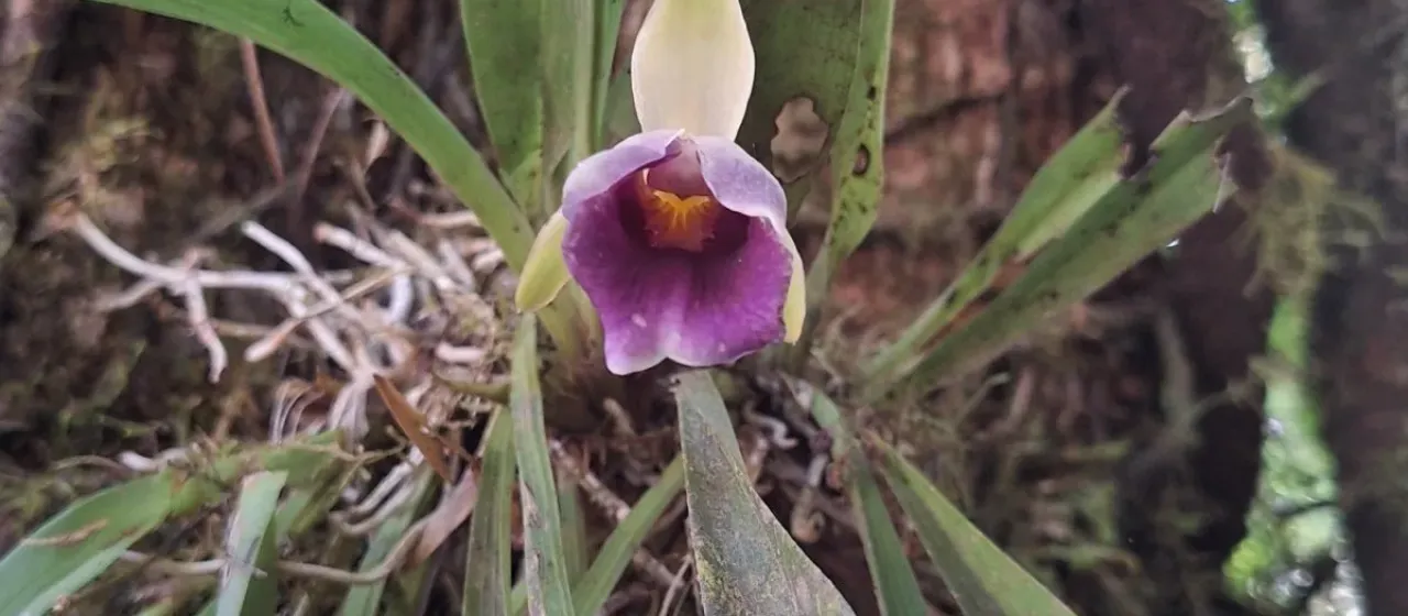 Warczewiczella discolor