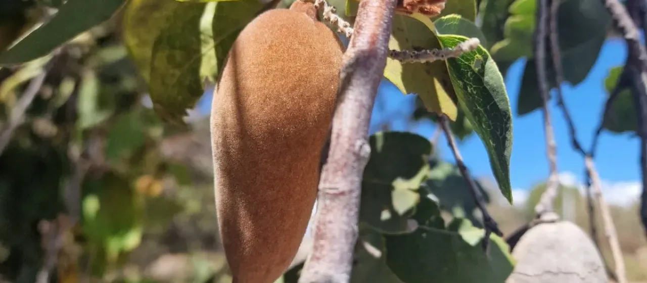 Western woody pear
