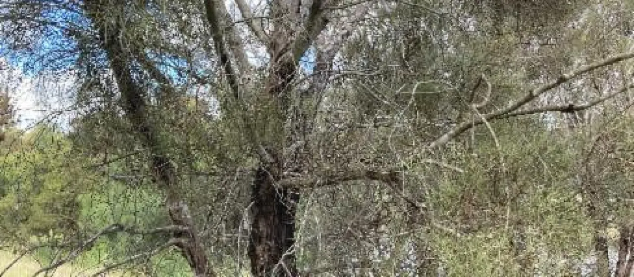 Swamp she-oak