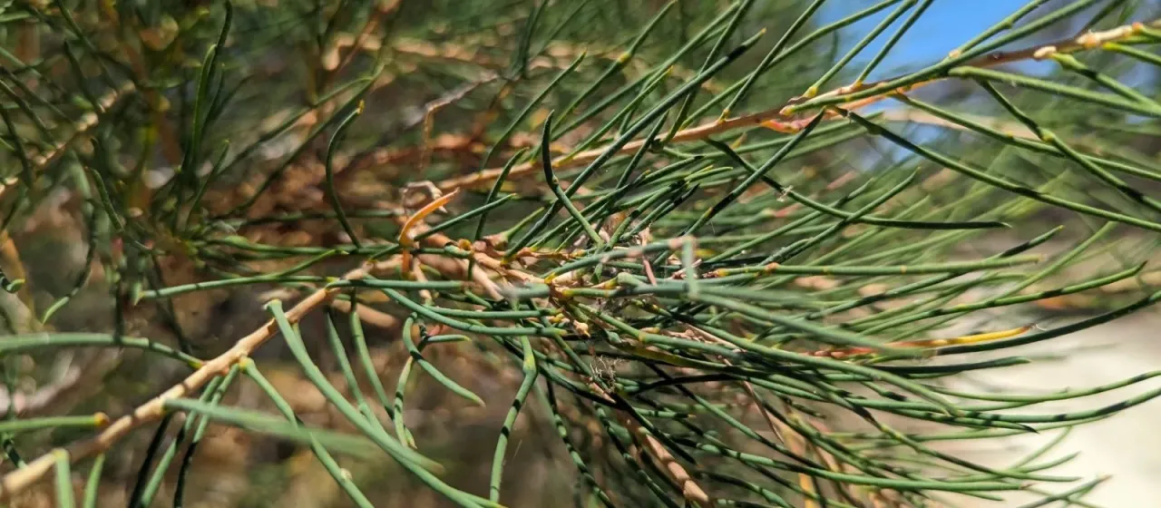 Melaleuca teretifolia