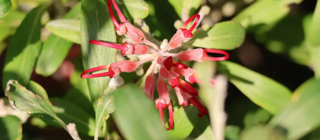 Olive Grevillea