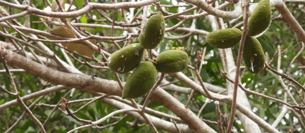 Peanut tree