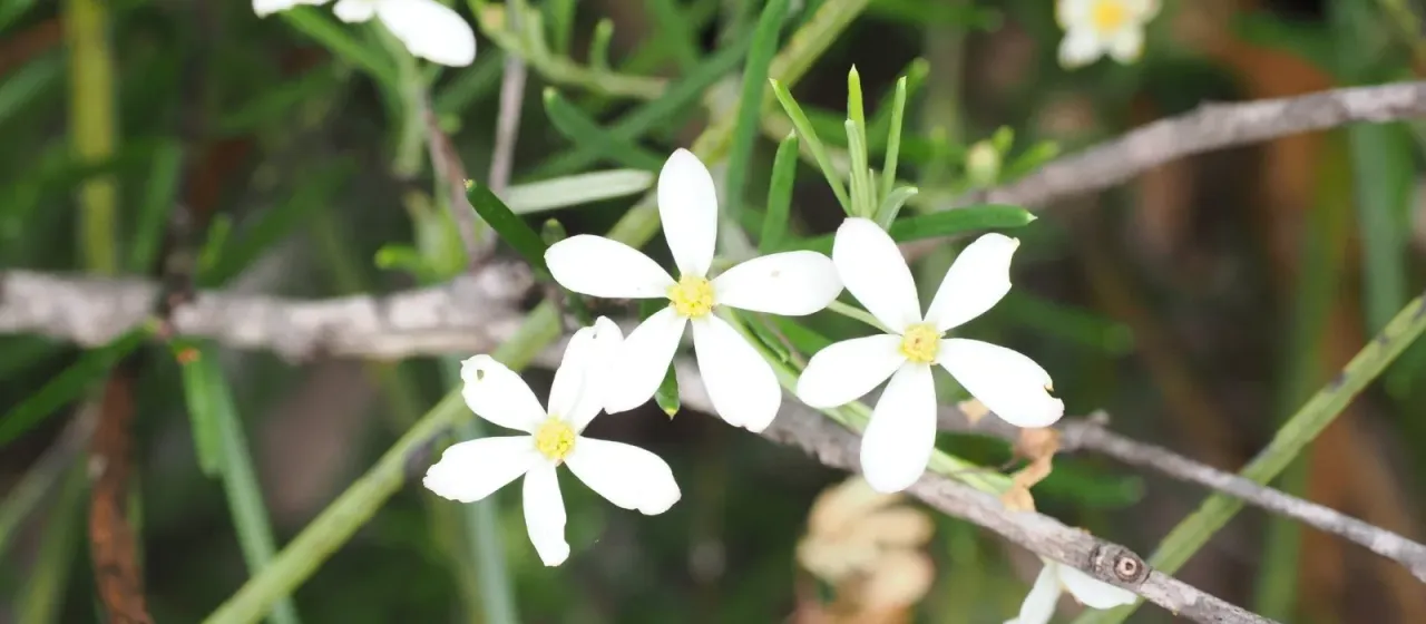 Wedding Bush