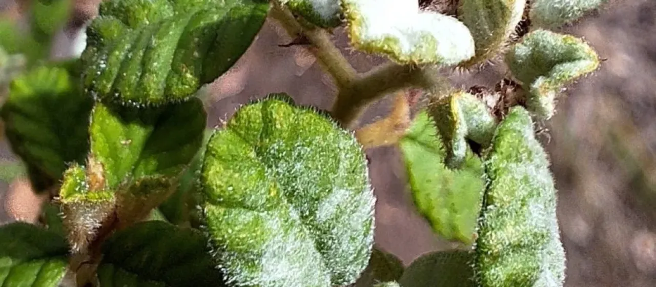 Dusty Miller