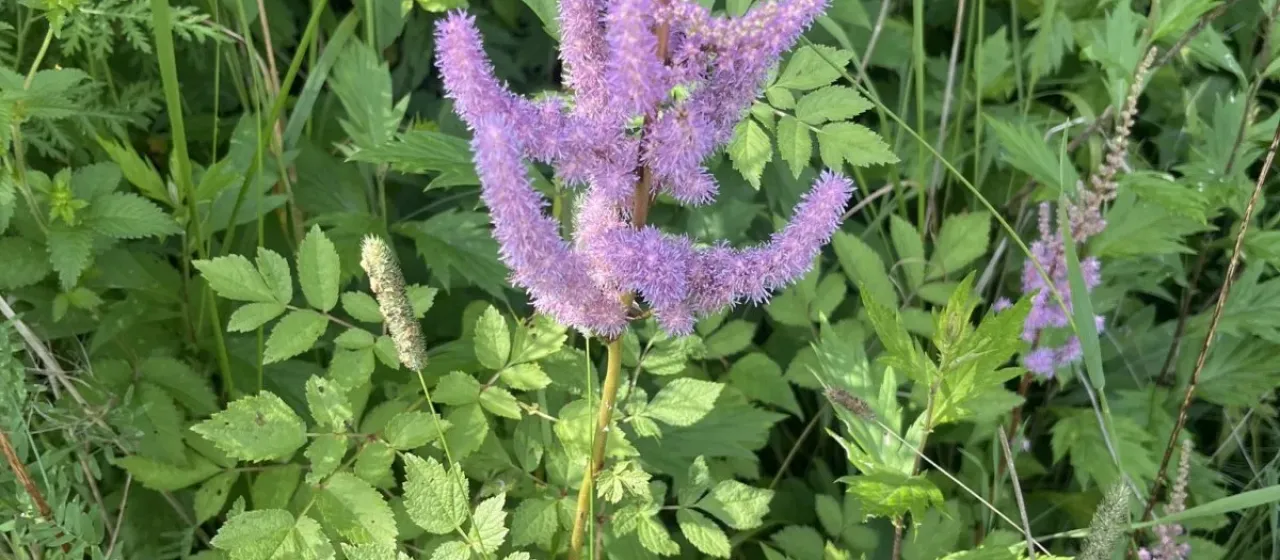 Astilbe taquetii