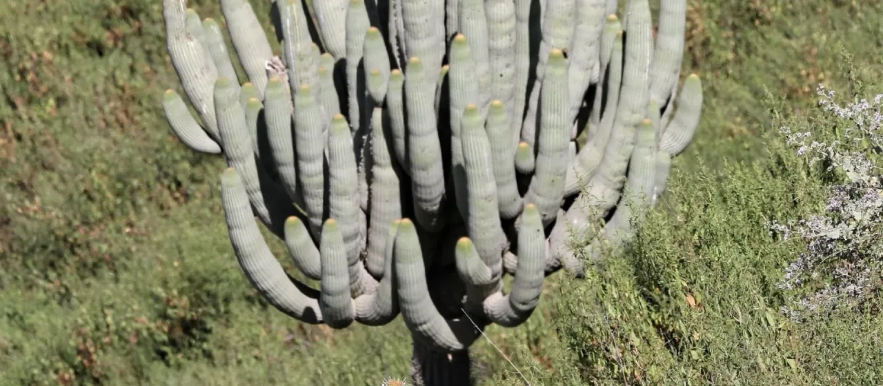 Browningia candelaris