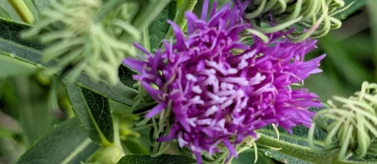Arkansas ironweed