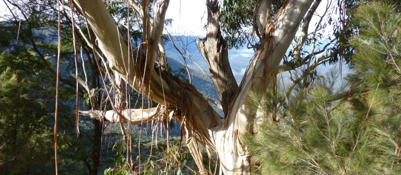 Blue Mountain ash