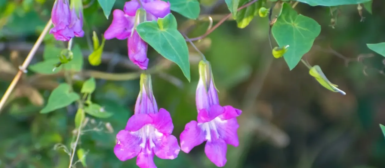 Maurandya scandens