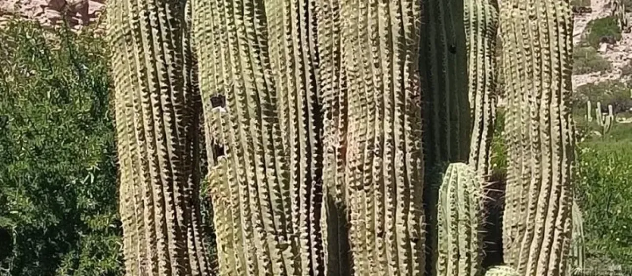 Leucostele werdermanniana