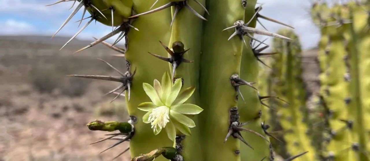 Myrtillocactus cochal