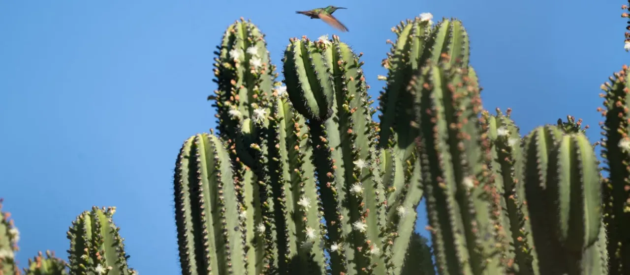 Myrtillocactus schenckii